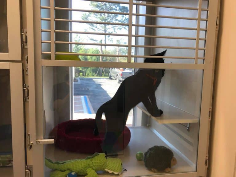 Cat and Dog Boarding Port St. Lucie Contact Us and Book a Stay