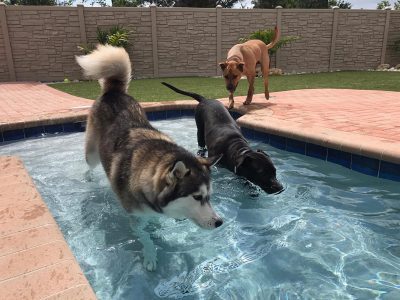 Three large dogs of various breeds enjoying playing in a dog pool on a hot day